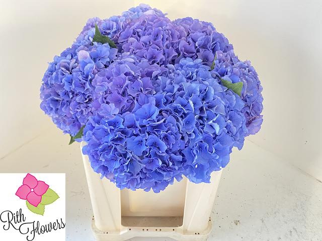 Hydrangea Pimpernel 50cm 17Ø