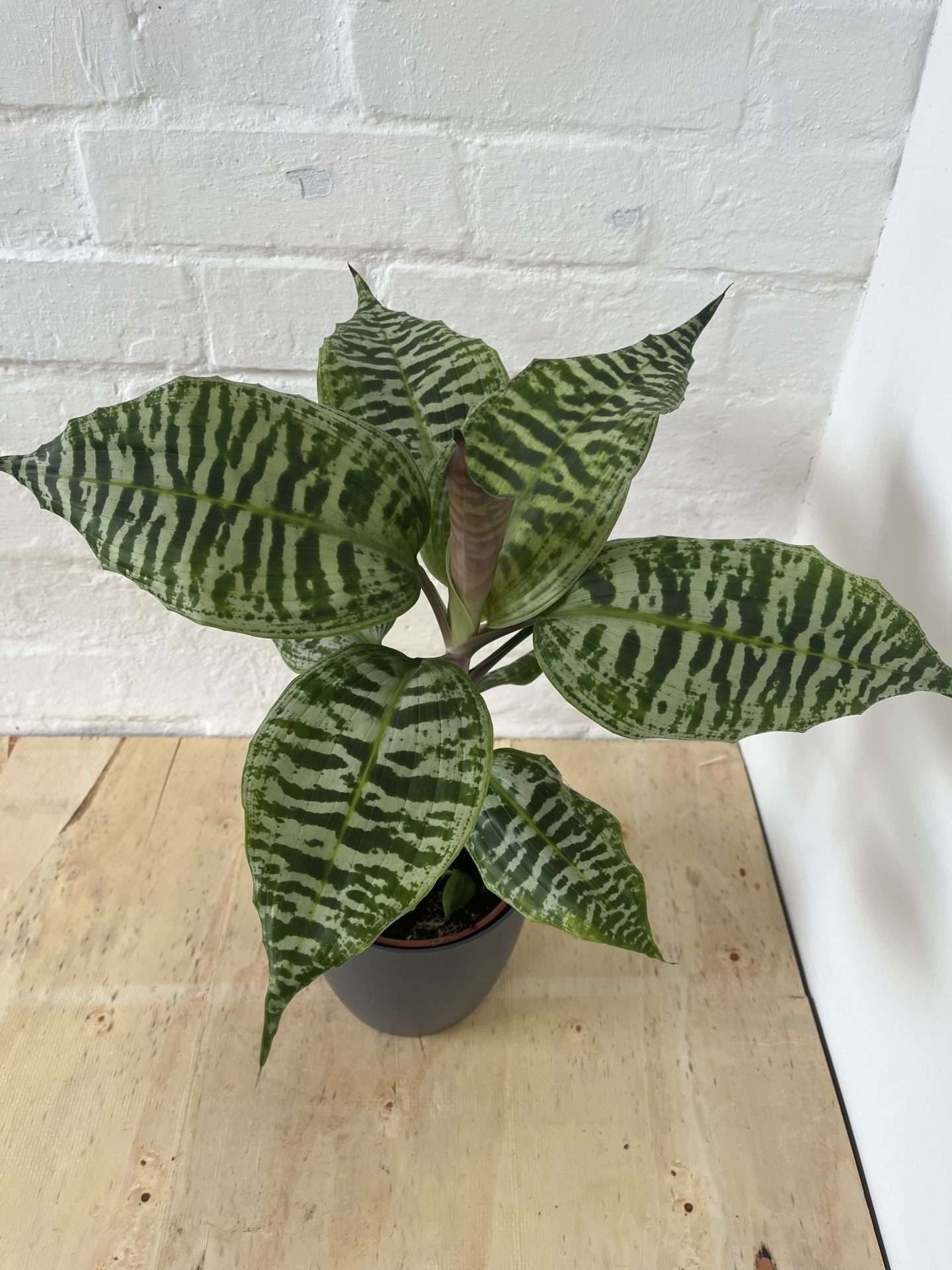 Dracaena 'Goldieana'