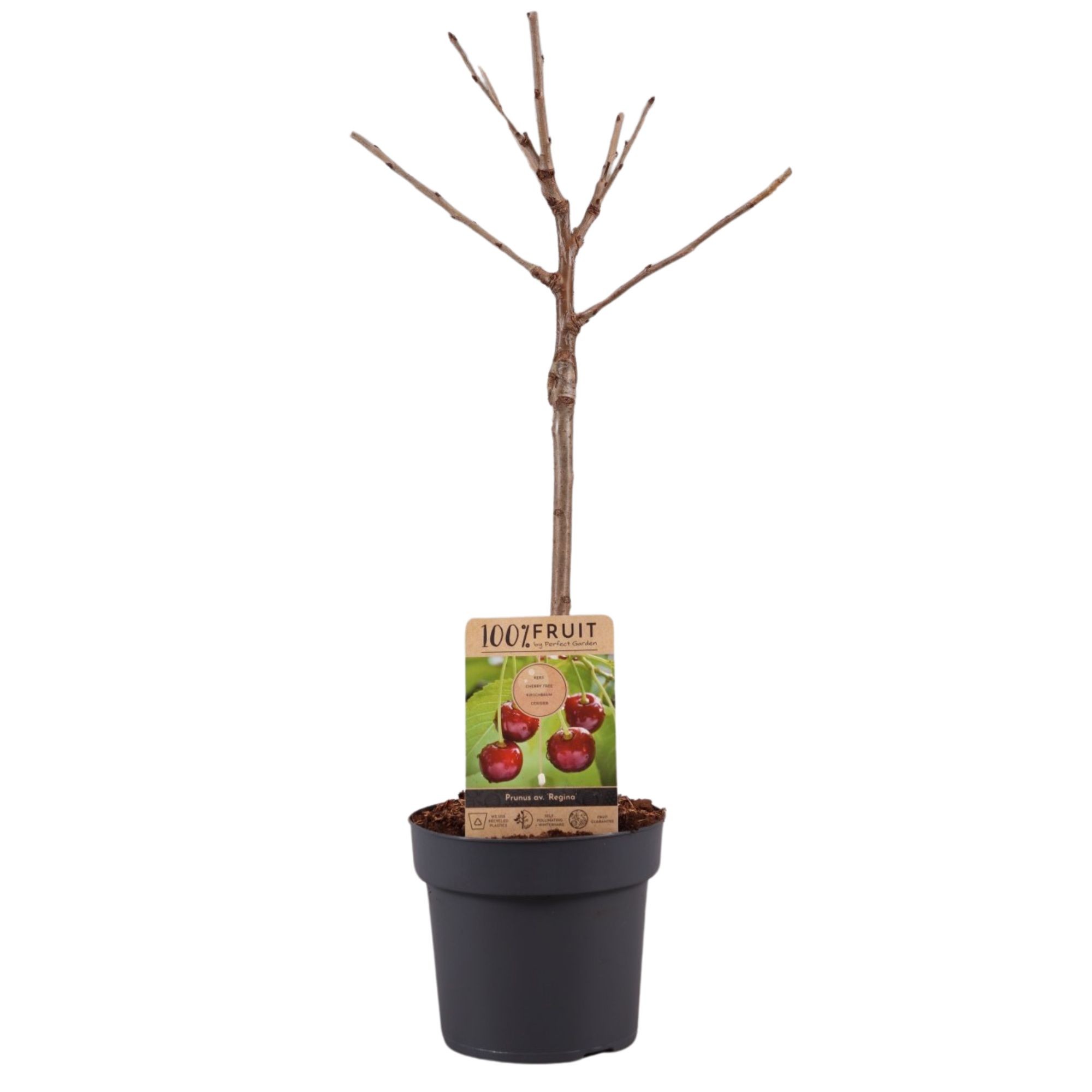 Picture of Prunus av. Regina P21 (4 Ltr) Patio-Trees