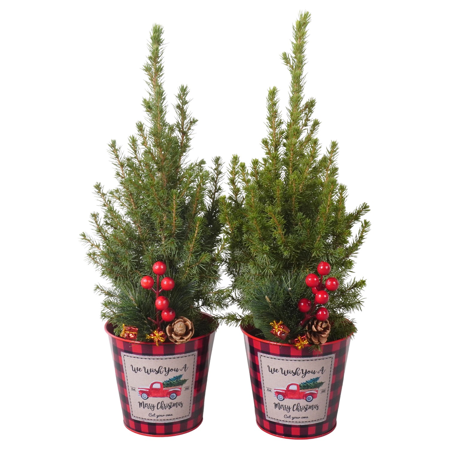 Picture of PTK24458 Picea Conica Perfecta in zinc pot decoration P13 45cm