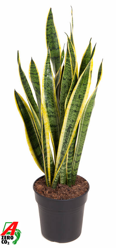 Picture of Sansevieria laurentii P21 80CM