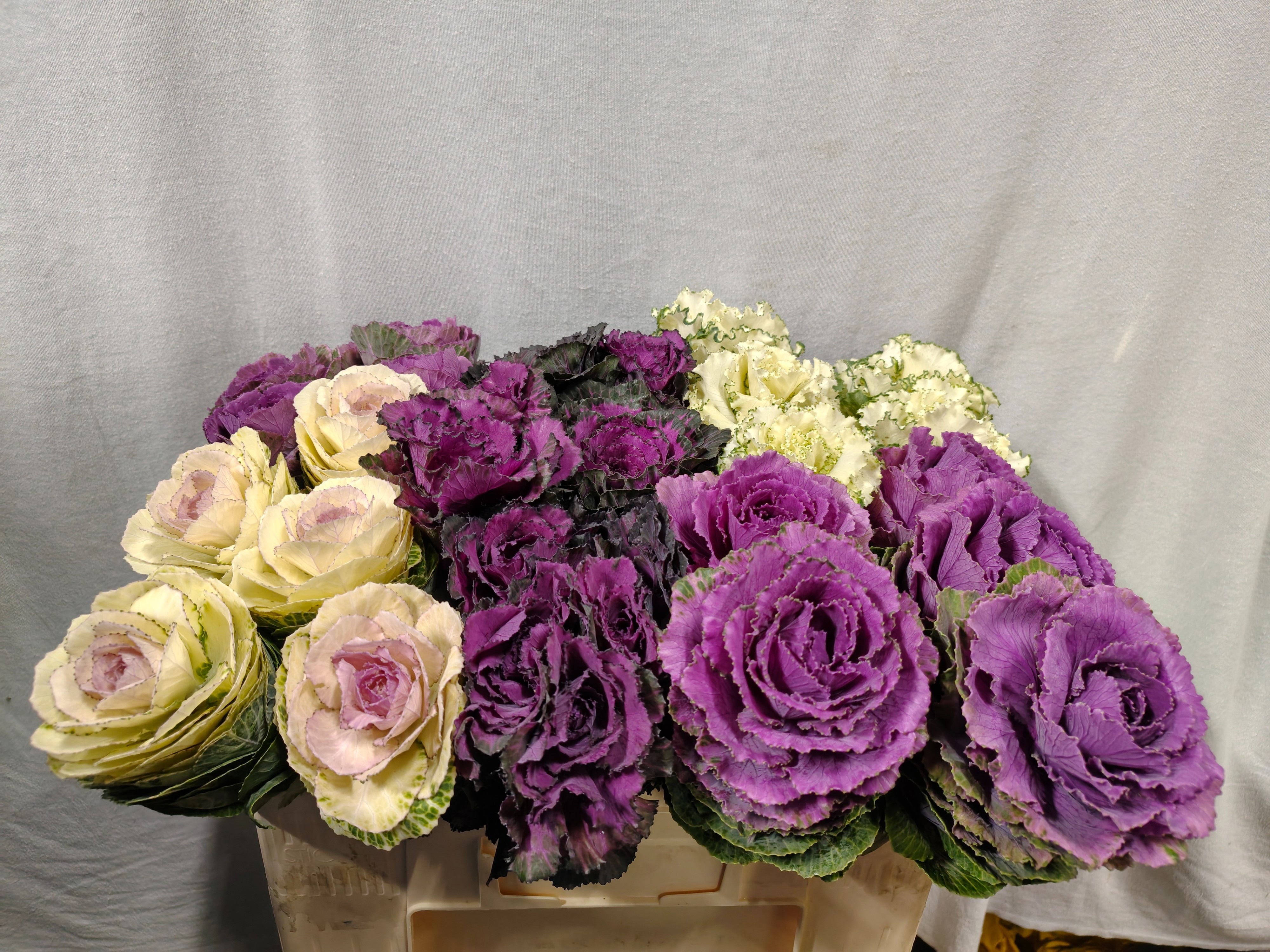 Brassica Assorted 50cm