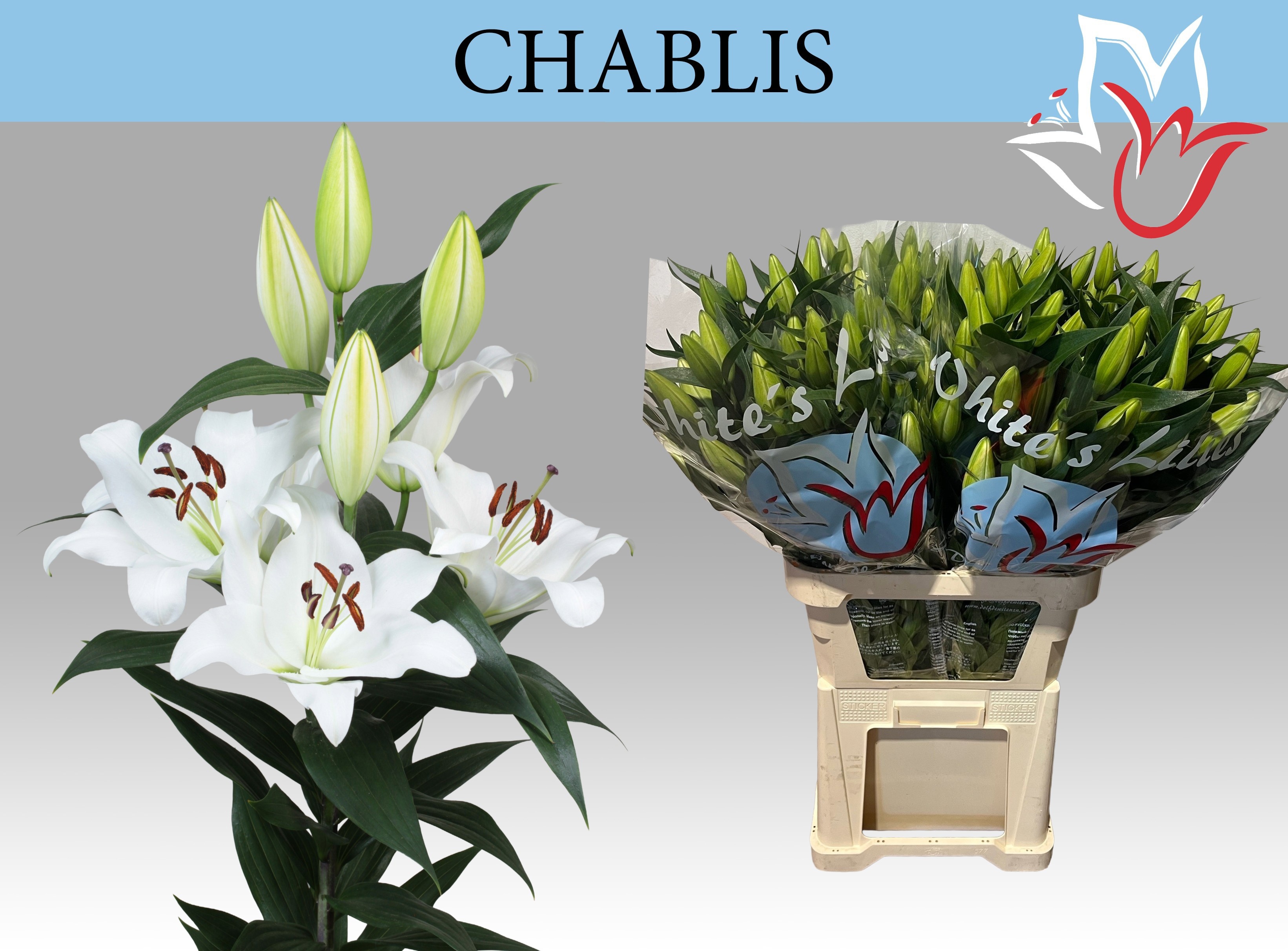 Li Ot Chablis