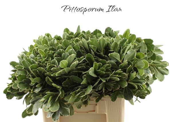 Pittosporum Ilan