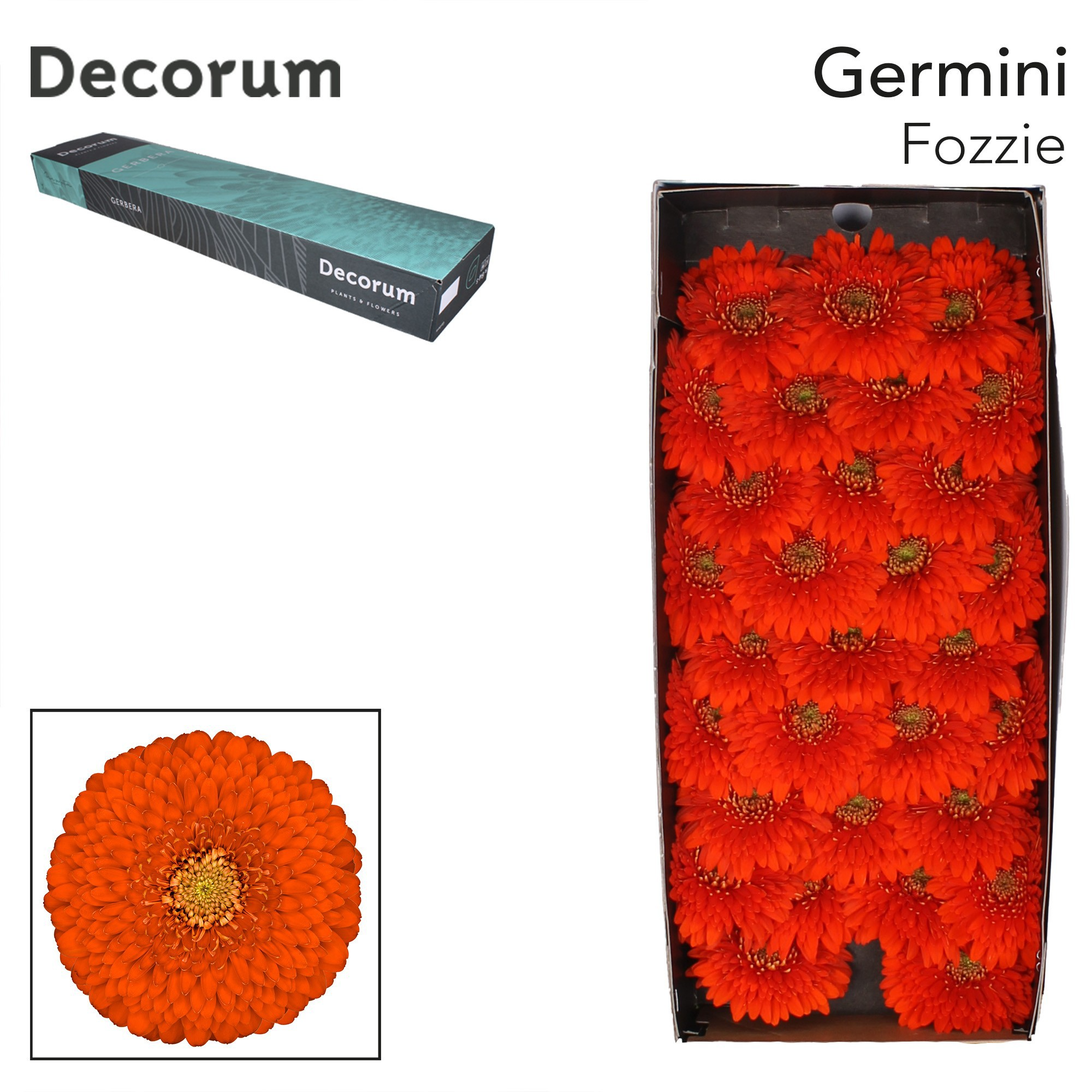 Ge Mb Pomponi Fozzie