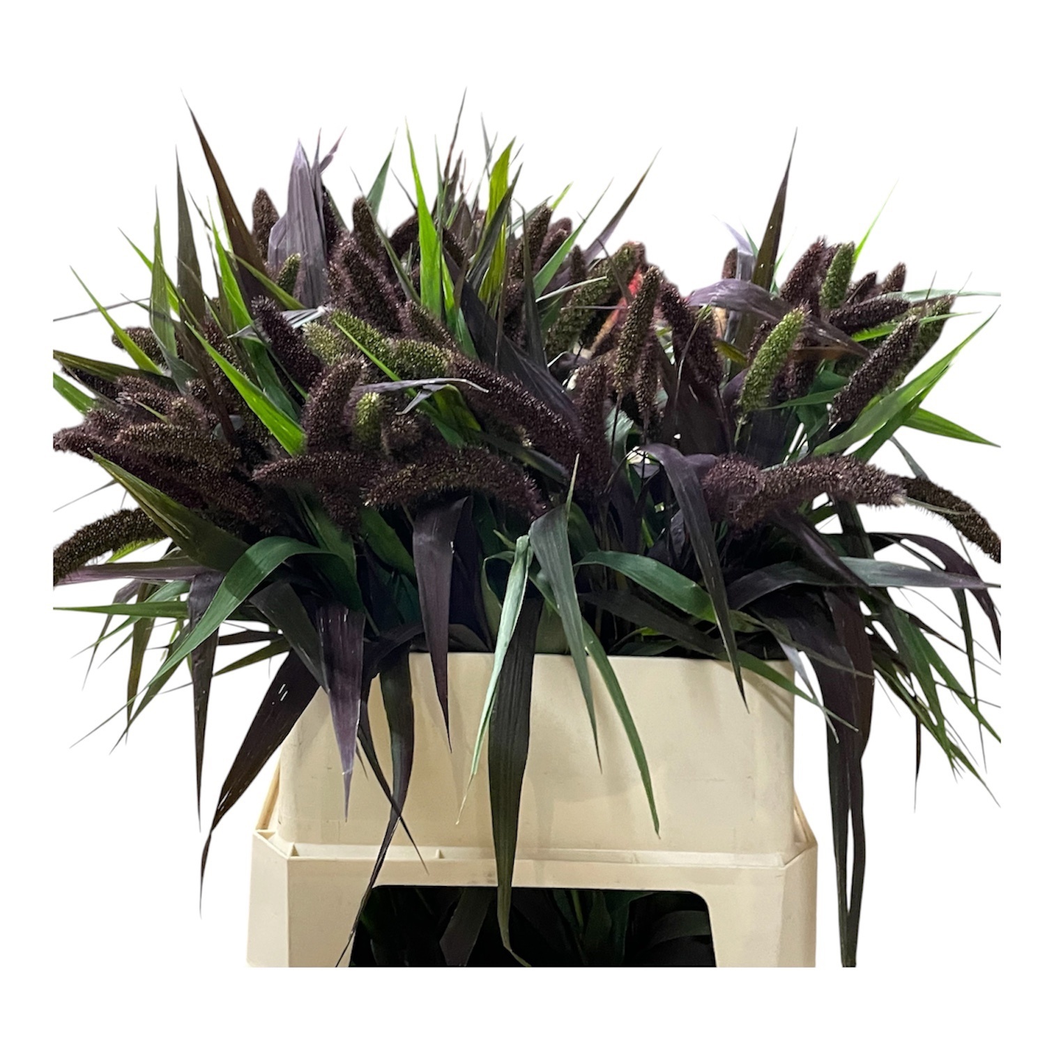 Setaria Italica Red Jewel 80cm