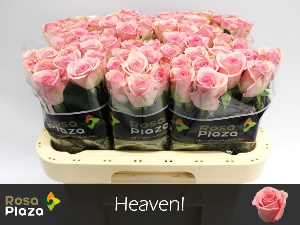 R Gr Heaven!