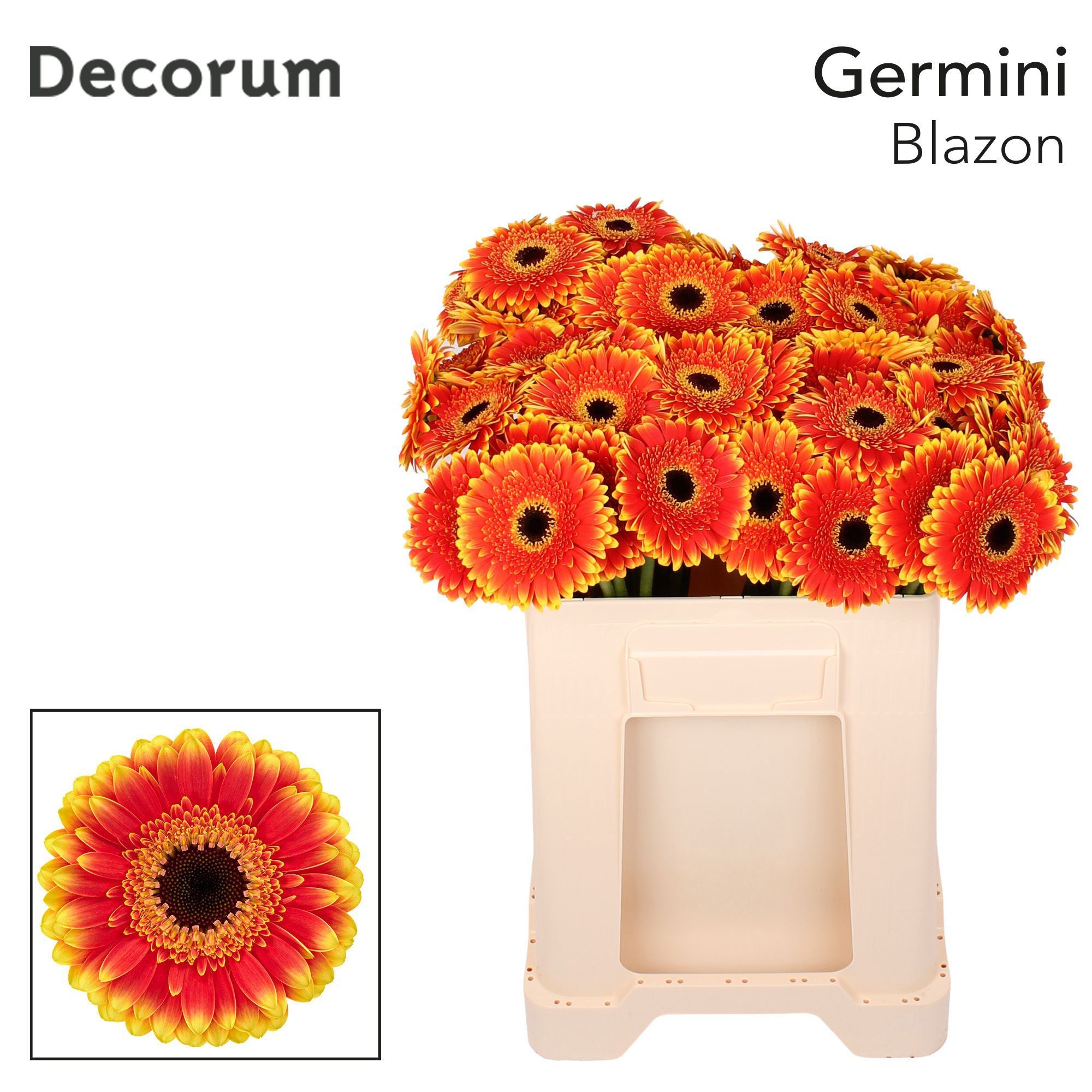 Ge Mi Blazon 50cm 7Ø