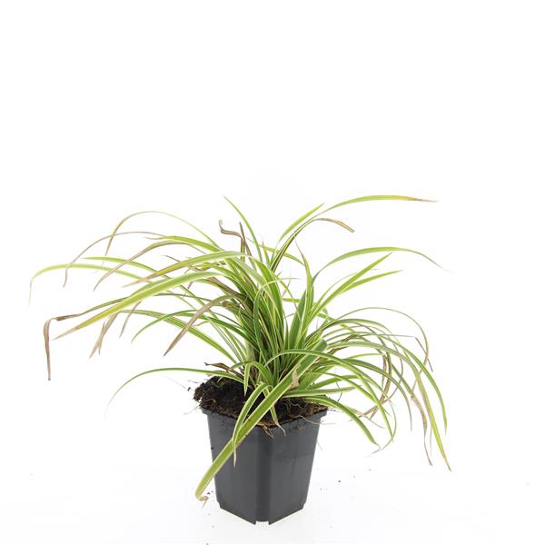 Picture of Carex morrowii Aureovariegata P9