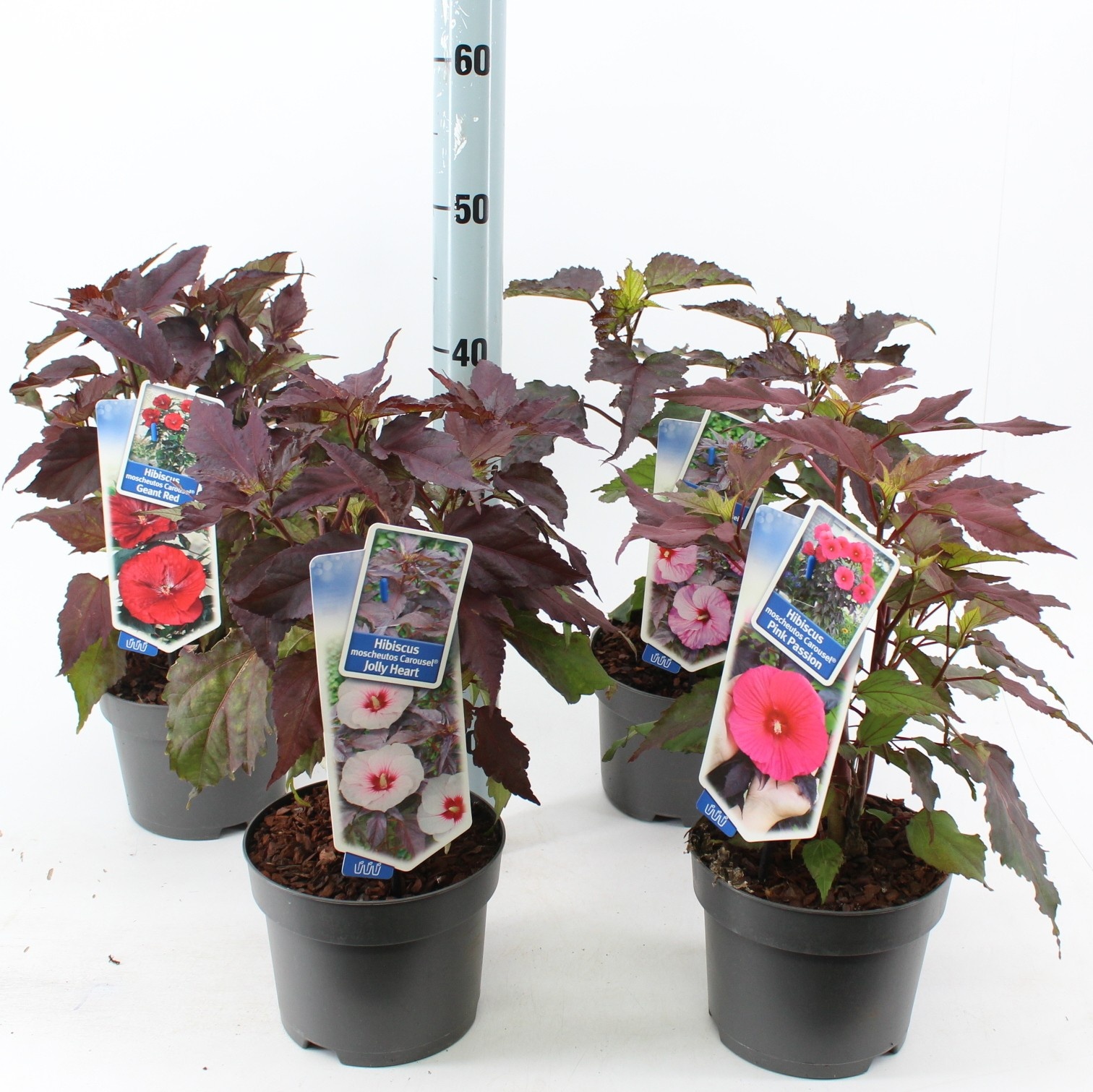 Picture of Hibiscus Carousel mix P17 (minimum order one layer)