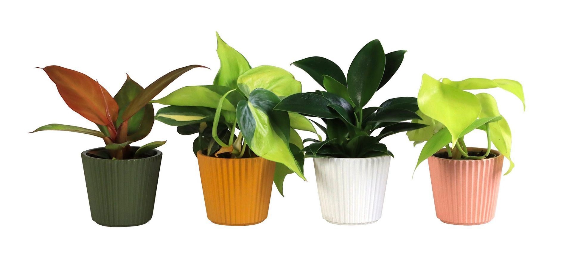 Philodendron L 65912 with Philodendron Mix