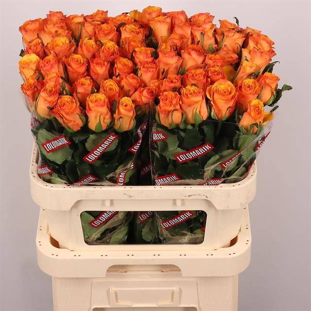 Rosa Tycoon 80cm