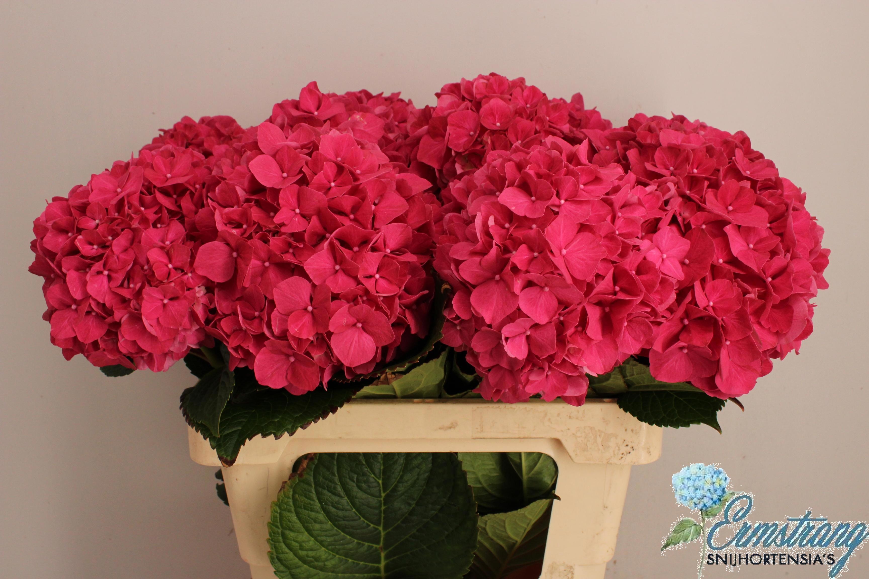 Hydrangea Glowing Alps Pink 60cm 17Ø