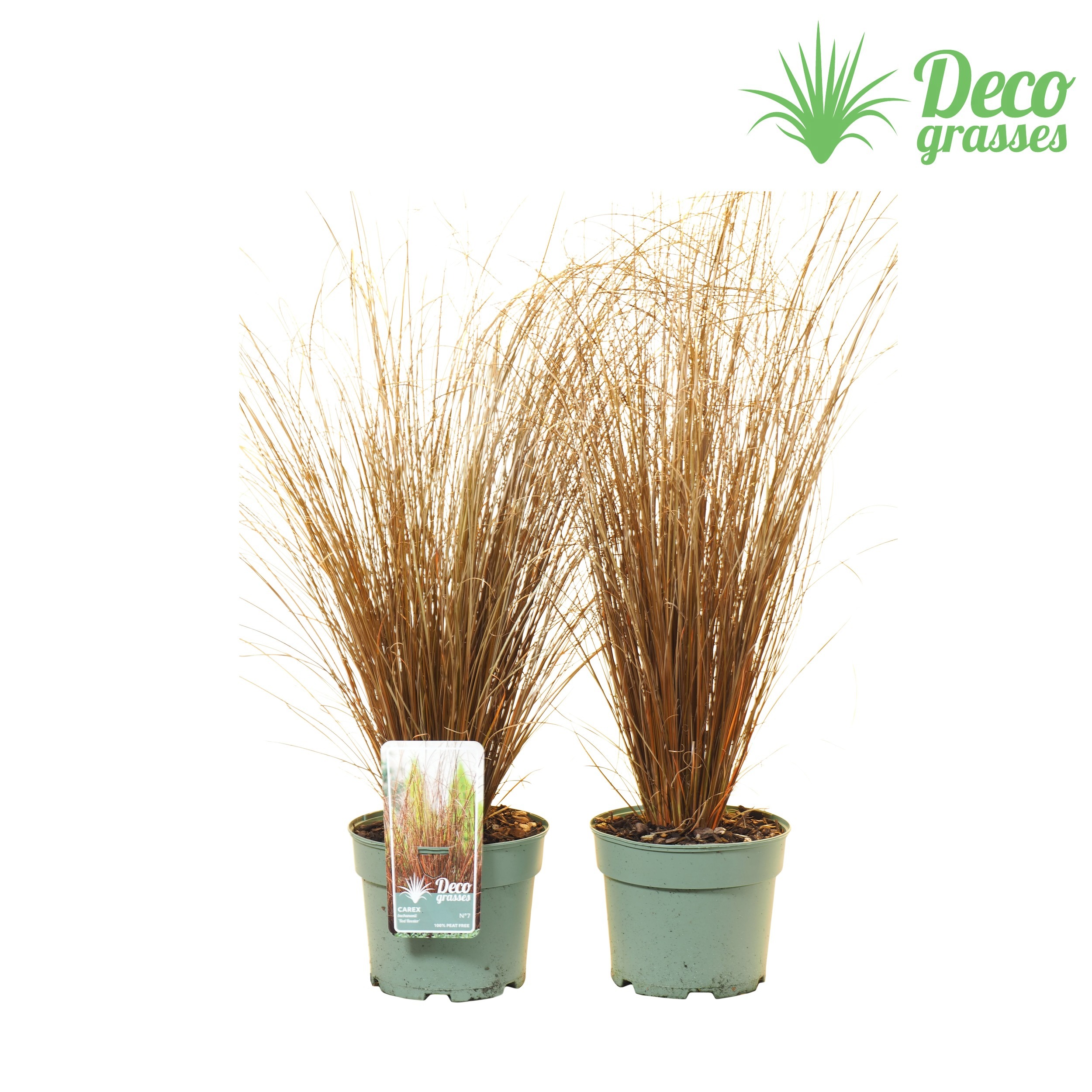 Picture of Carex buchananii ( PEAT FREE ) P19 30CM