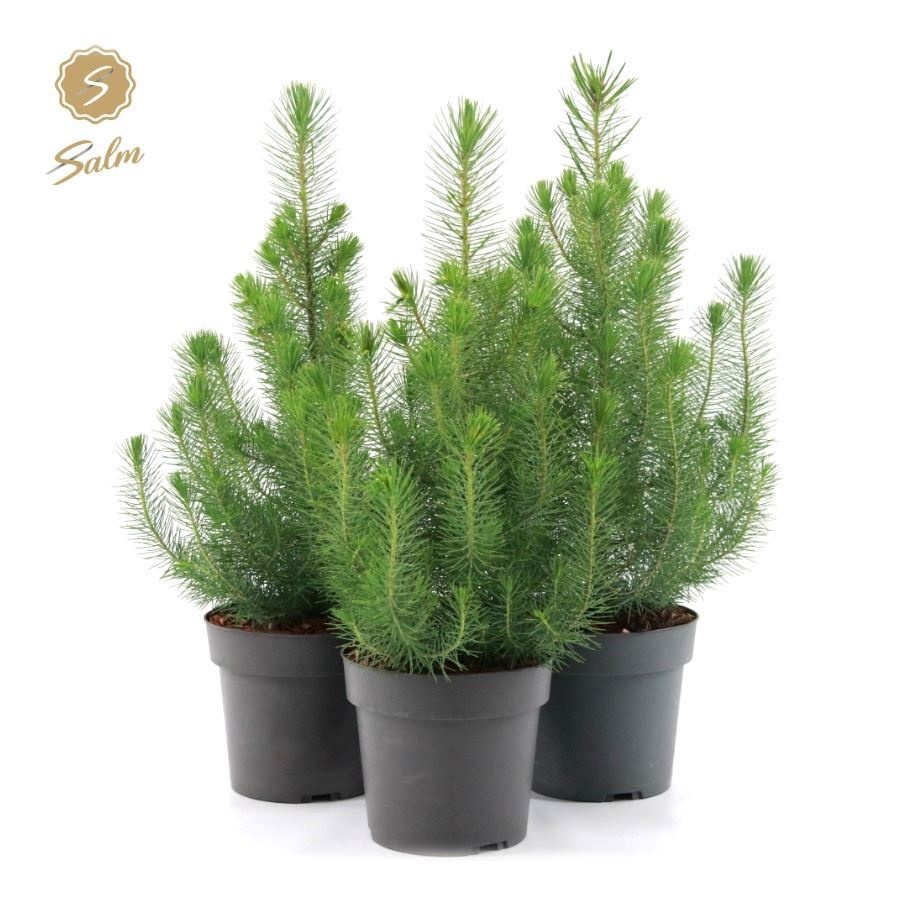 Picture of Pinus pinea 'Silver Crest' P17 40-50