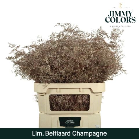 Lim Bel L90 Metallic Champagne
