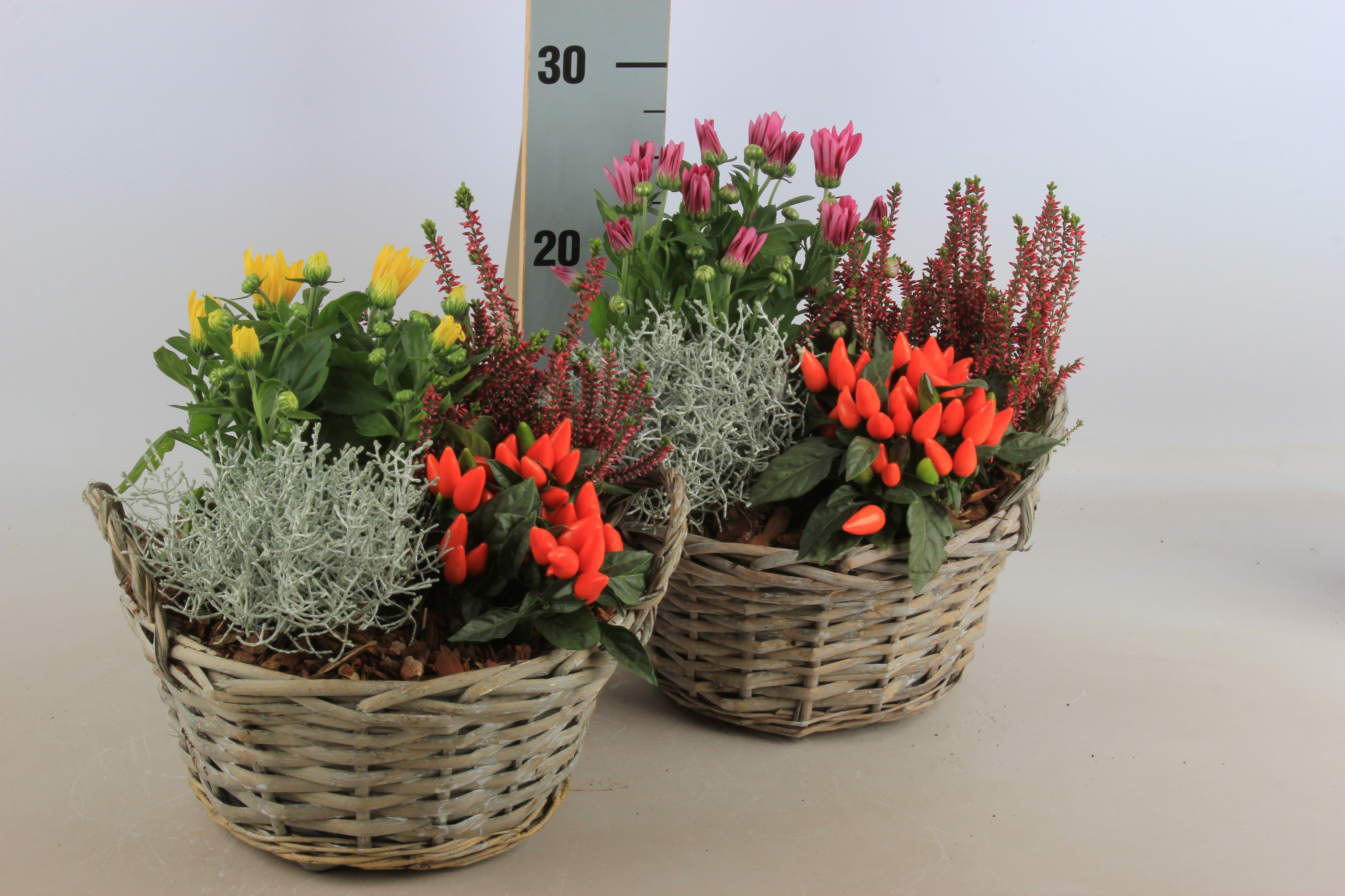 Arr Tuinplanten 23P 30cm 12bloei