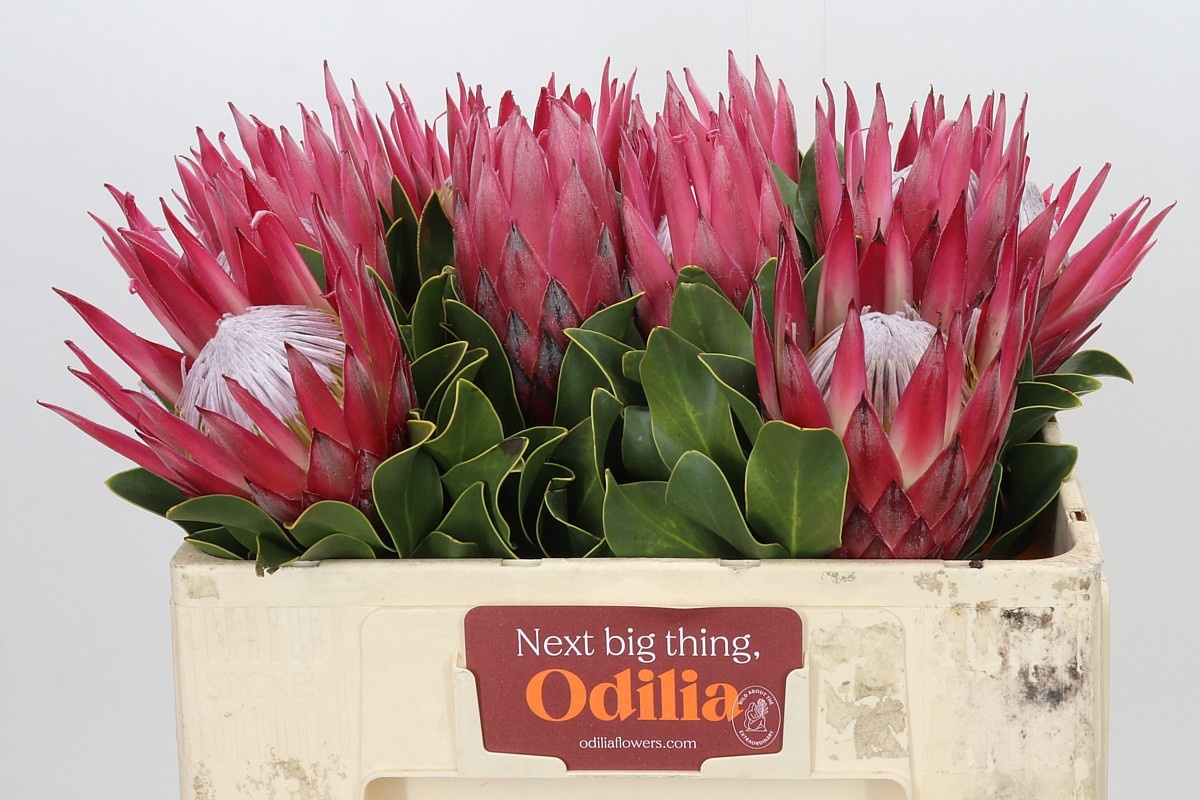 Protea Madiba 50cm