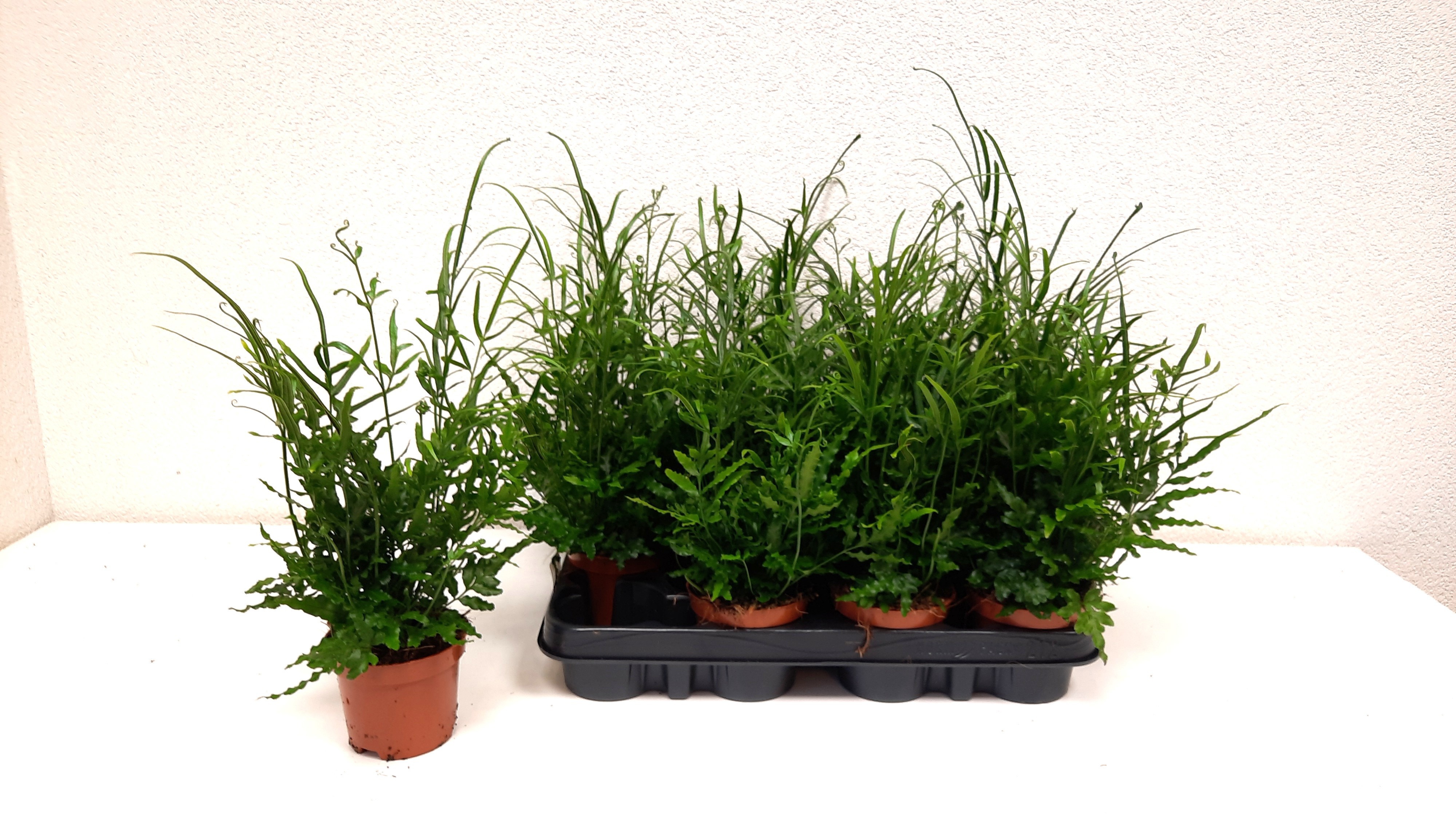 Pteris Ensiformis 9P 15H