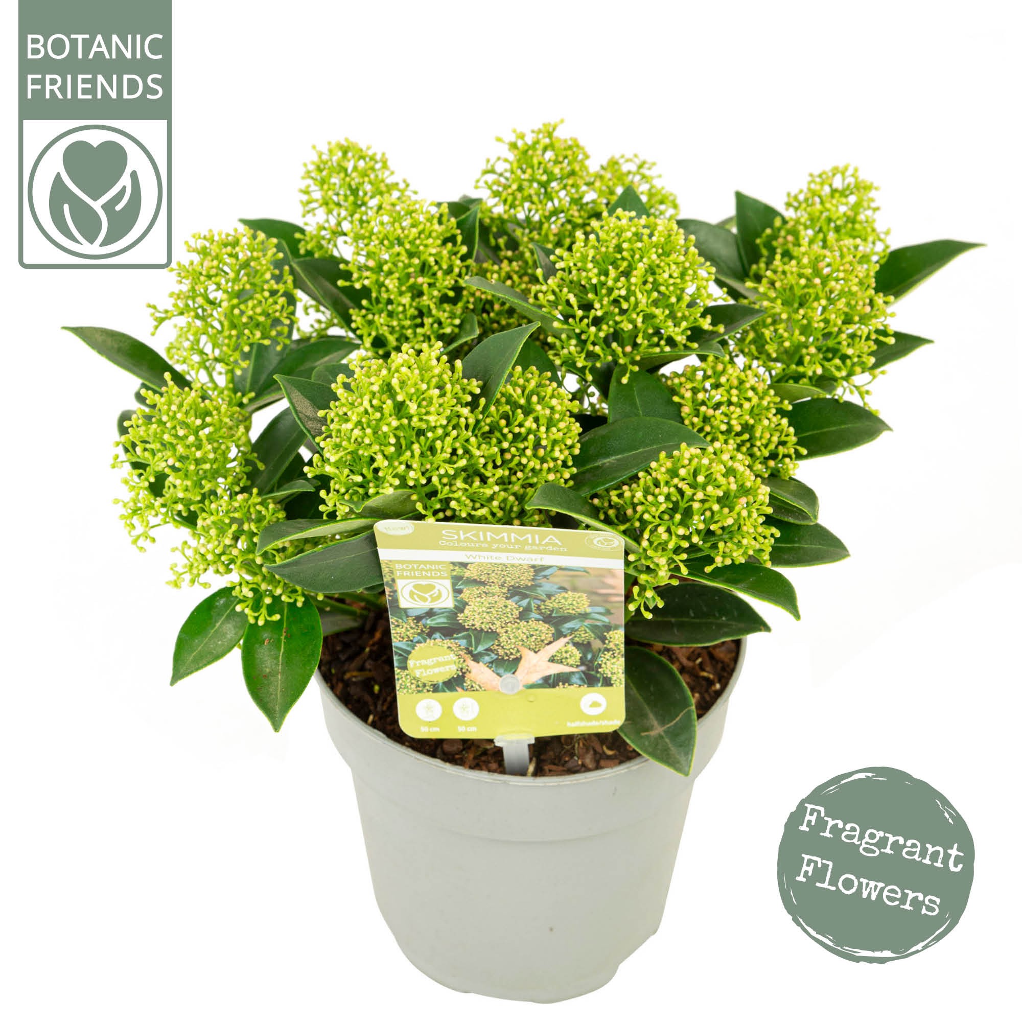 Picture of Skimmia jap. White Dwarf P13