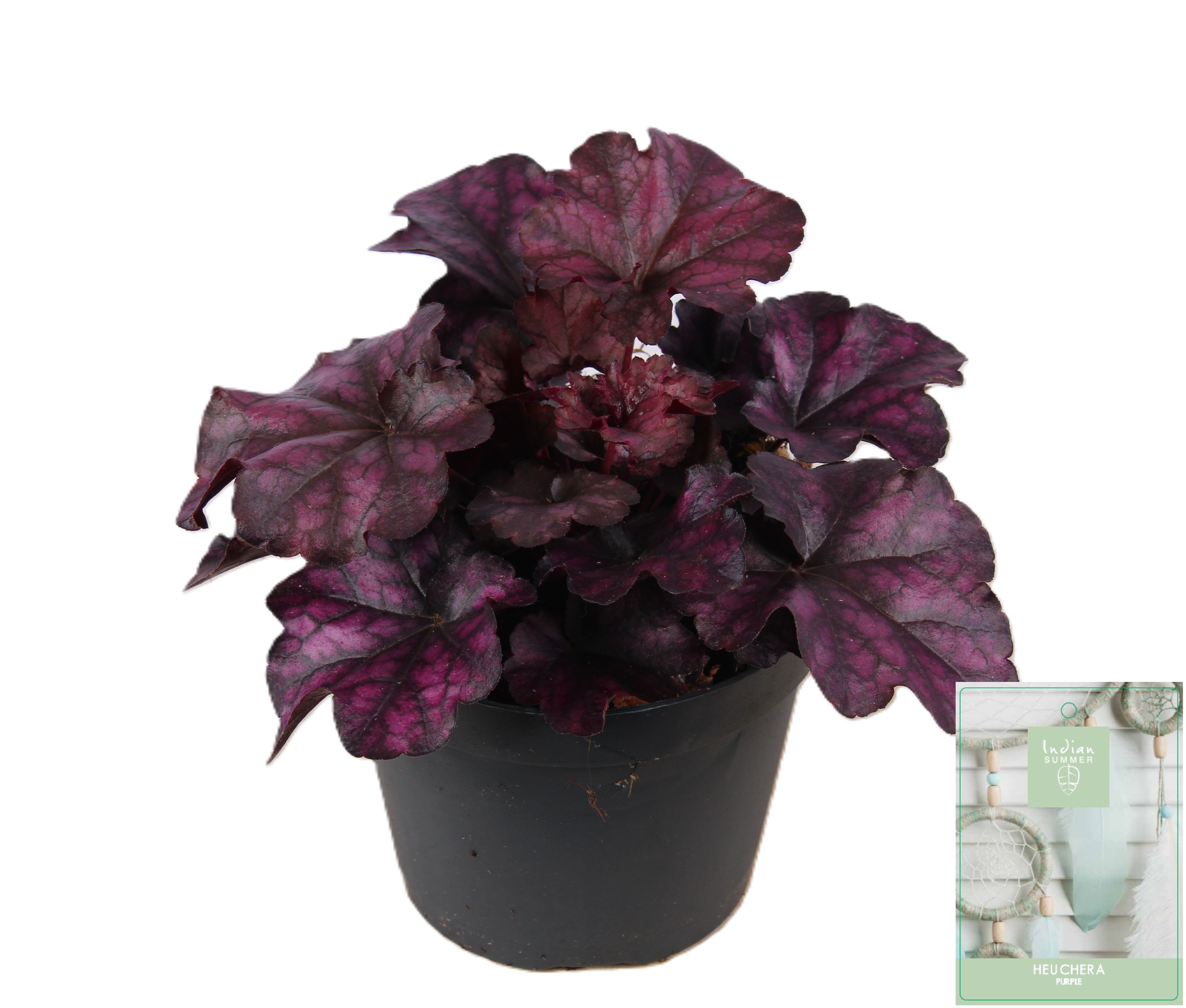 Picture of Heuchera Indian Summer Purple