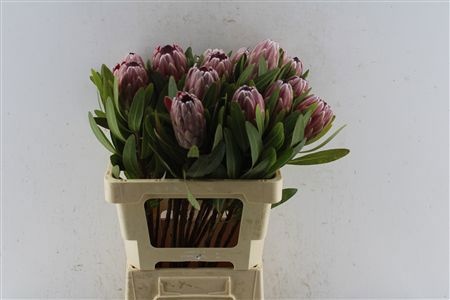 Protea Pink Ice 60cm