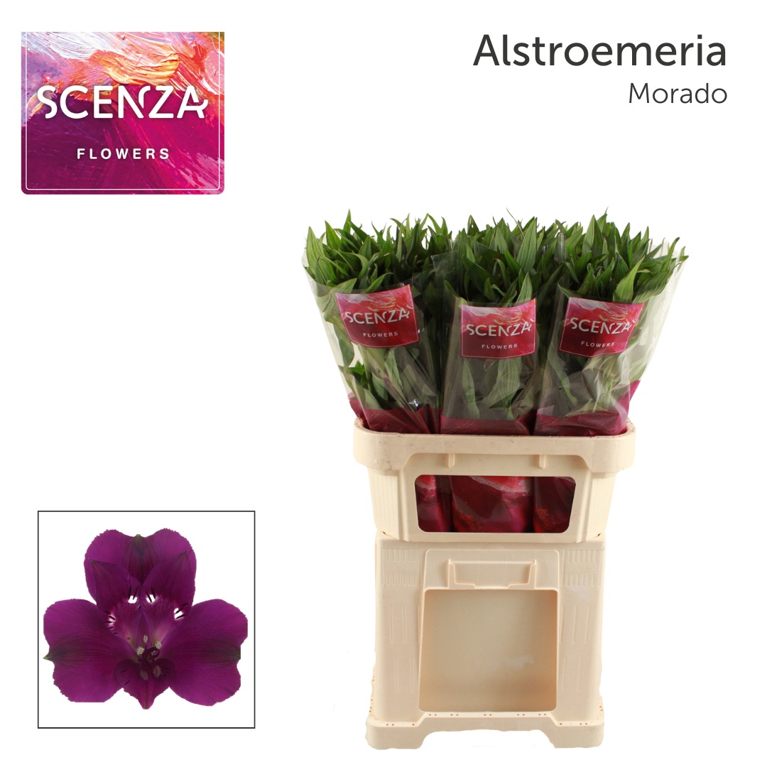 Alstr Morado