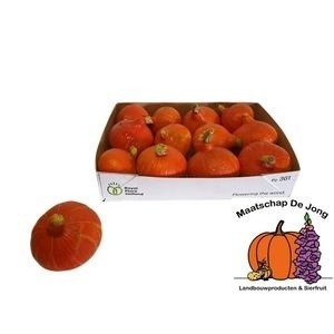 Cucurbita Orange (PUMPKIN)