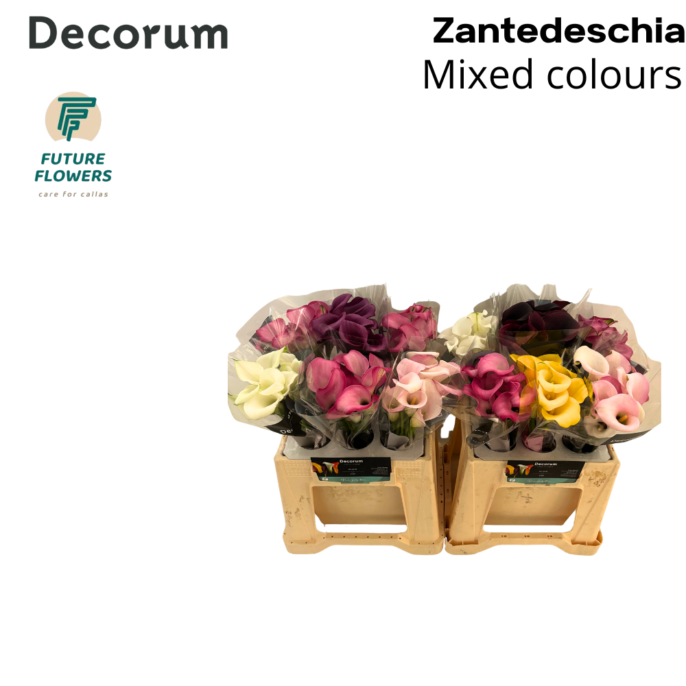 Zant Ov Gem Decorum Mix