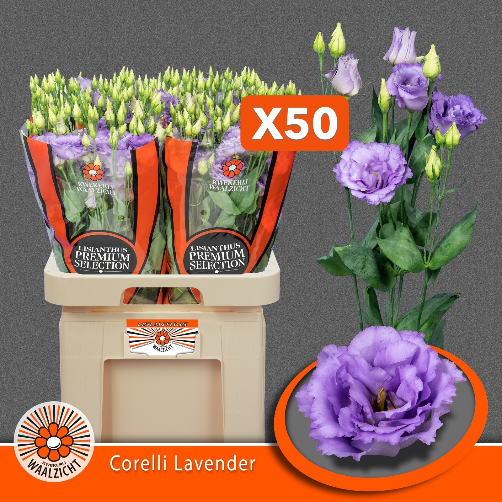 Lisianthus Double Corelli Lavender 70cm