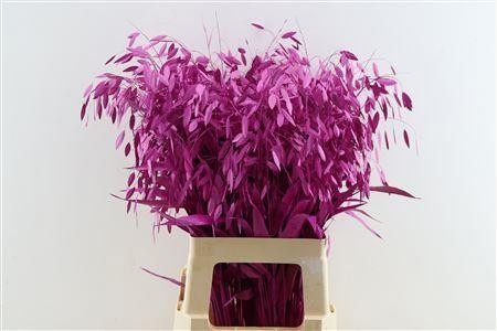 Dried/preserved Flowers Misc 70cm
