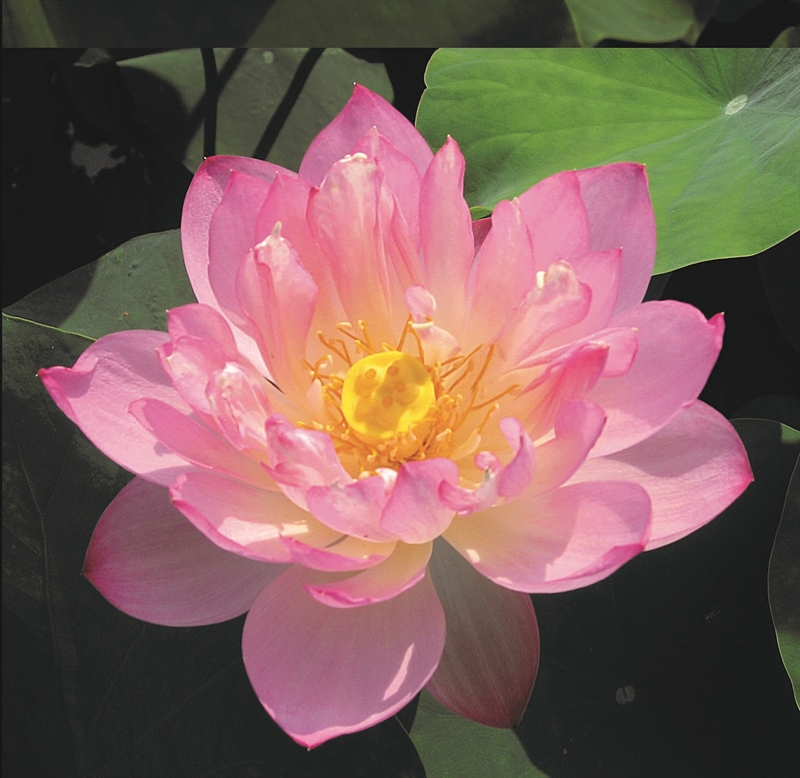 Picture of Nelumbo pygmaea pink P19 (3 Ltr)