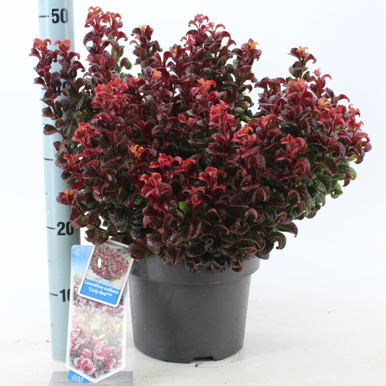 Picture of Leucothoe axillaris Curly Red P23 (5 Ltr) (LOOSE)