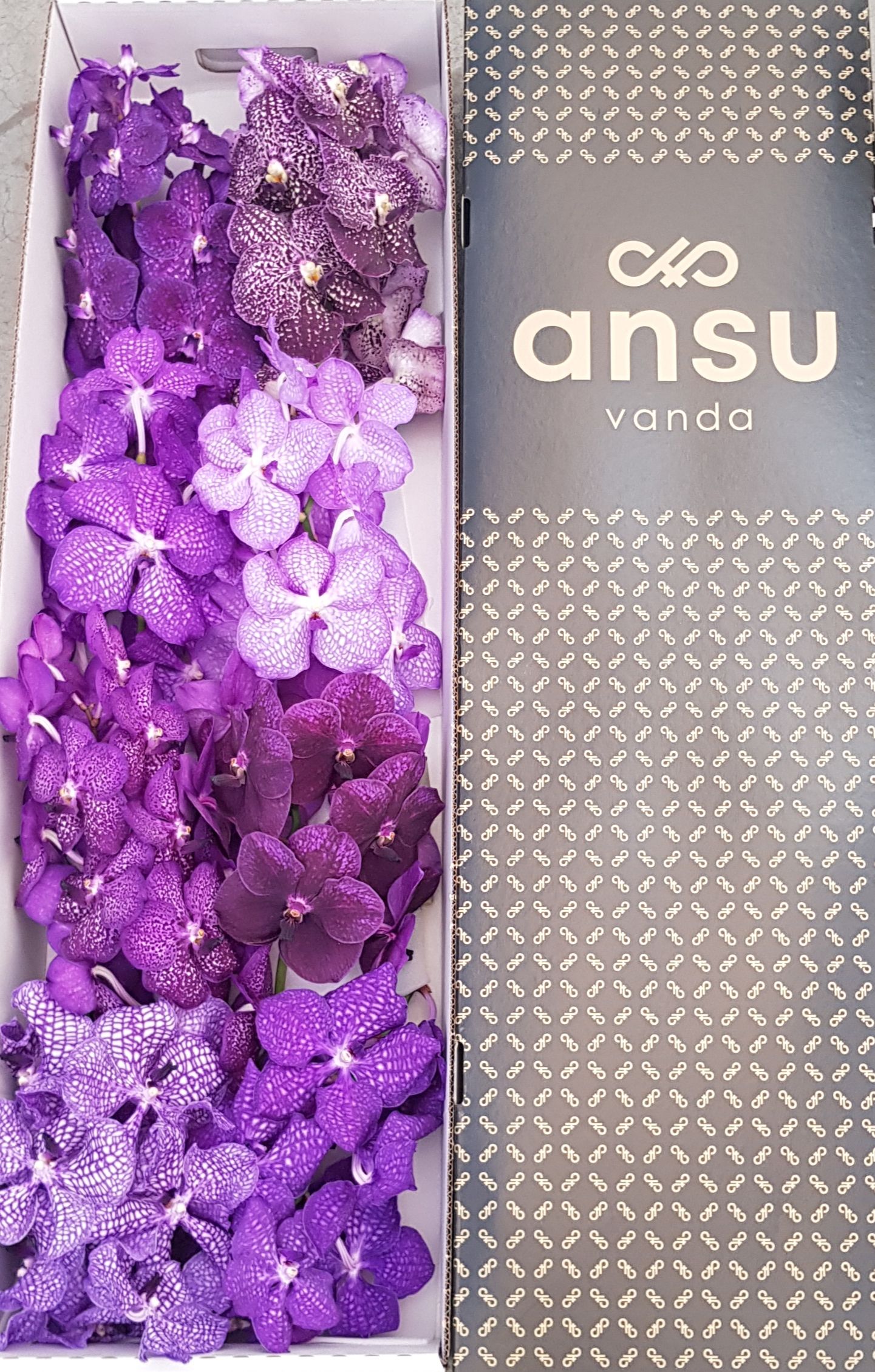 Vanda T Gemengd