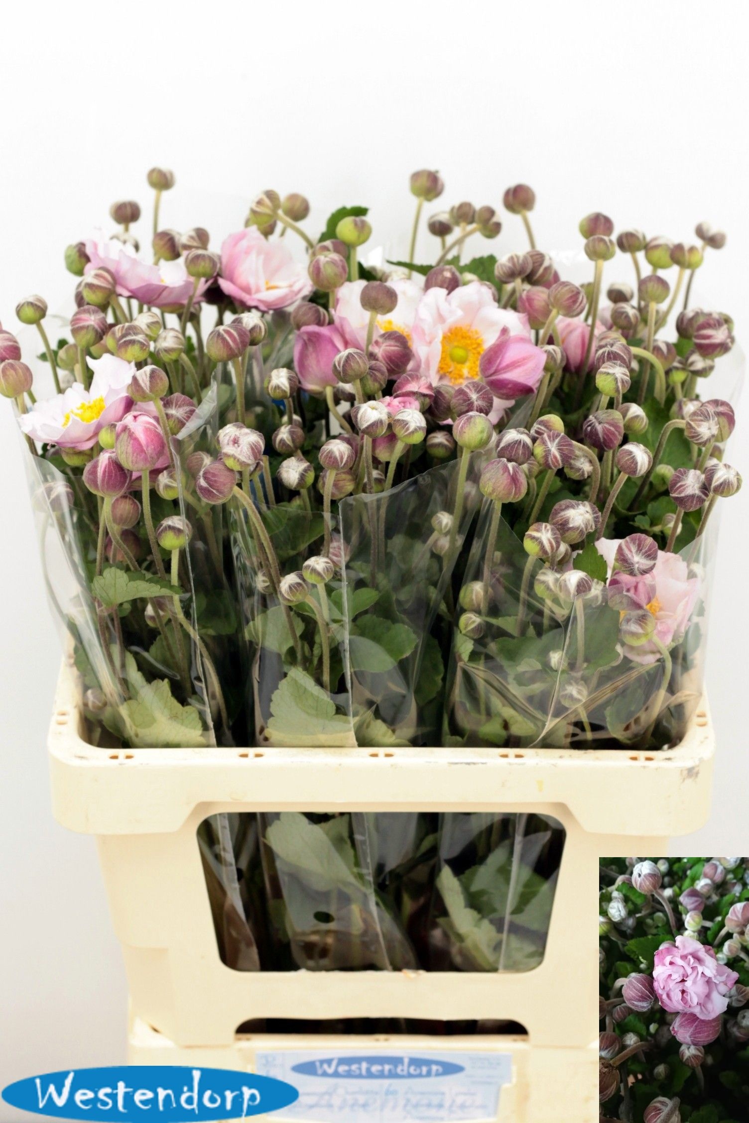 Anemone 60cm