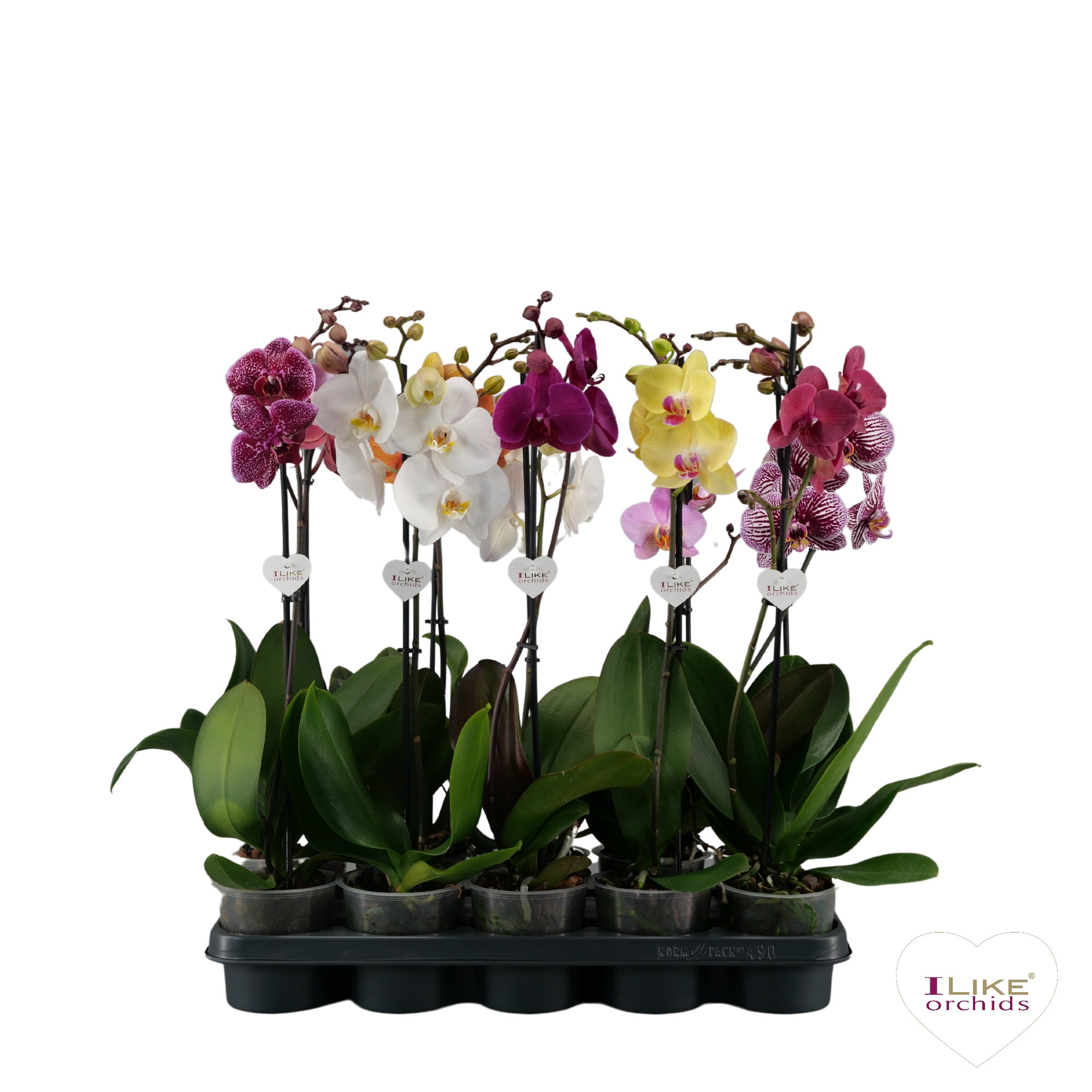 Picture of Phalaenopsis hybrid mix branched P12 1 spike 9+ flowers height 60 cm