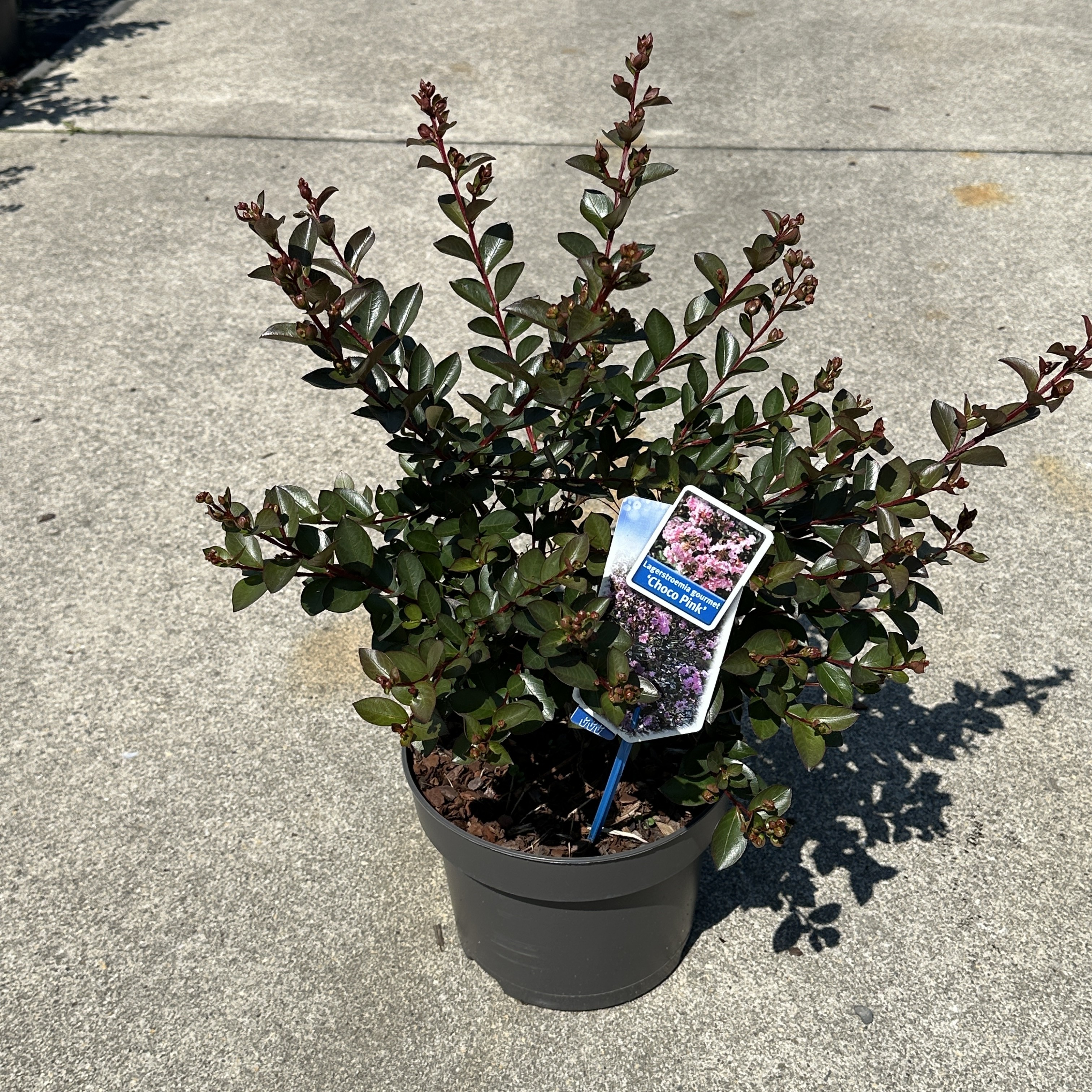 Picture of Lagerstroemia (h) Choco Pink ('Lagvap'PBR) P23 (5 Ltr)