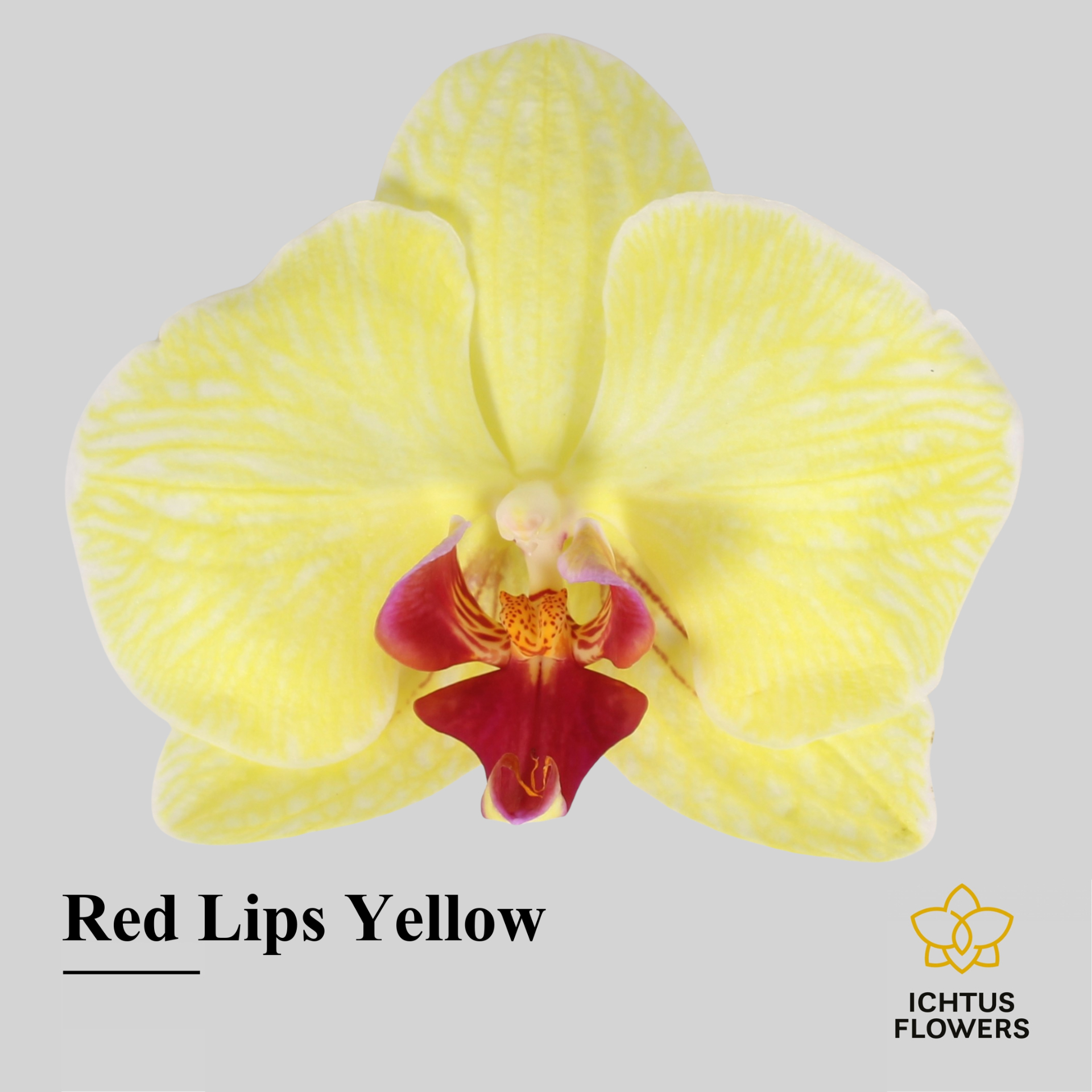 Phal Painted Red Lips Yellow Bloem 25 Bloemen