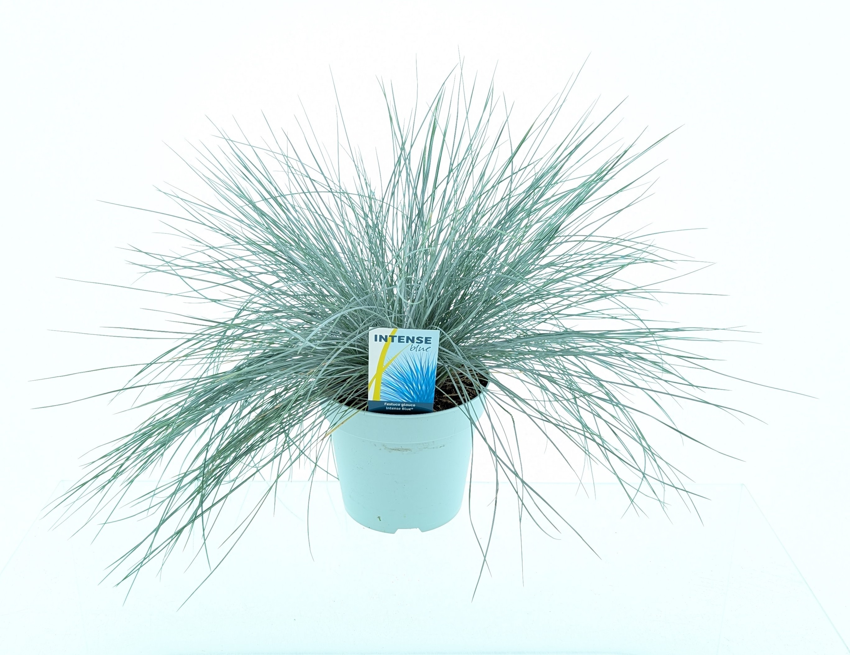 Picture of Festuca glauca Intense Blue®