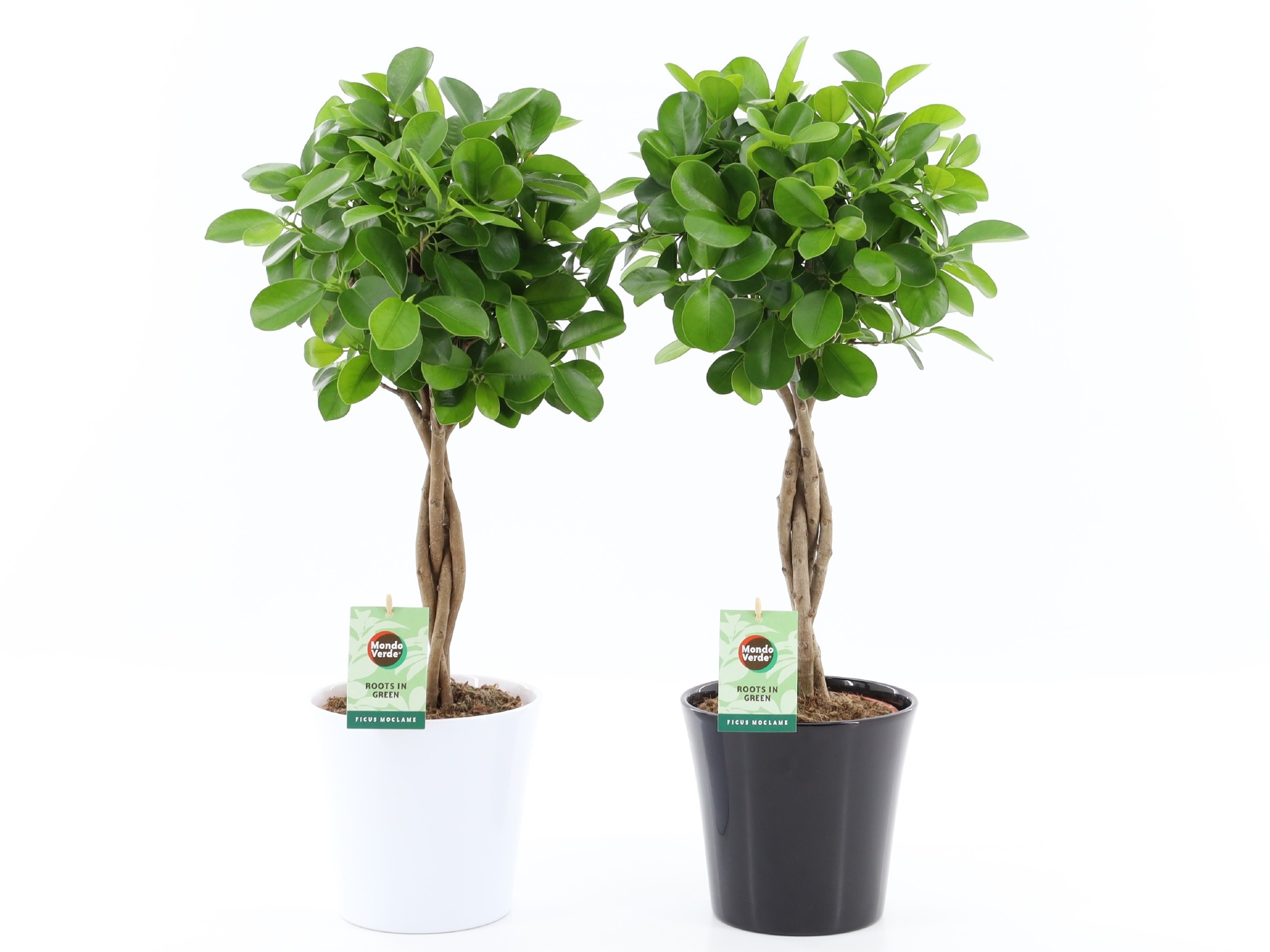 Picture of Ficus Microcarpa Moclame in Black & White ceramic P20 70CM