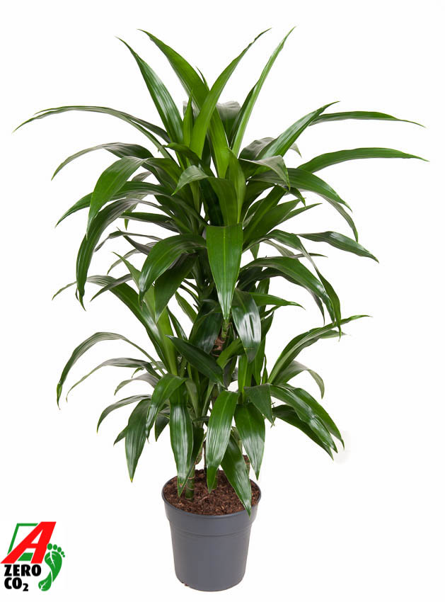 Picture of Dracaena Janet Craig 45-carrousel P21 90cm