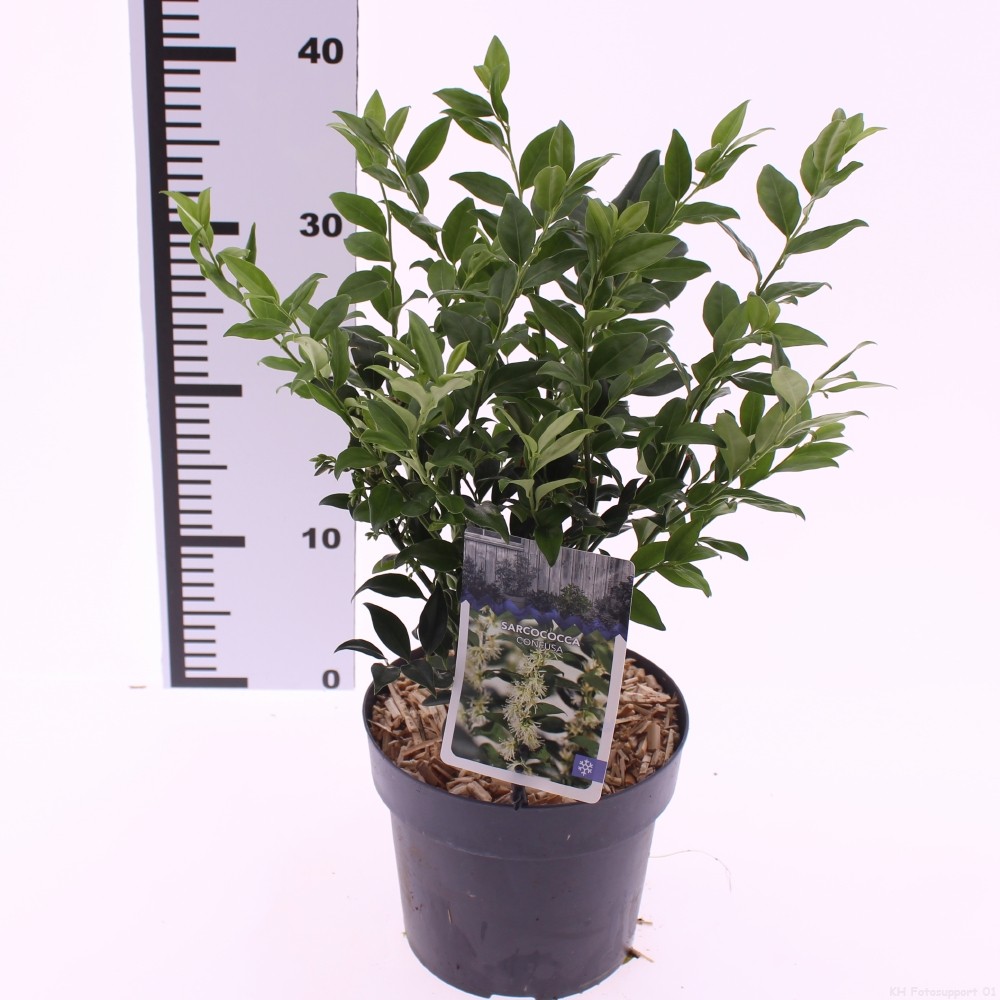 Picture of Sarcococca confusa