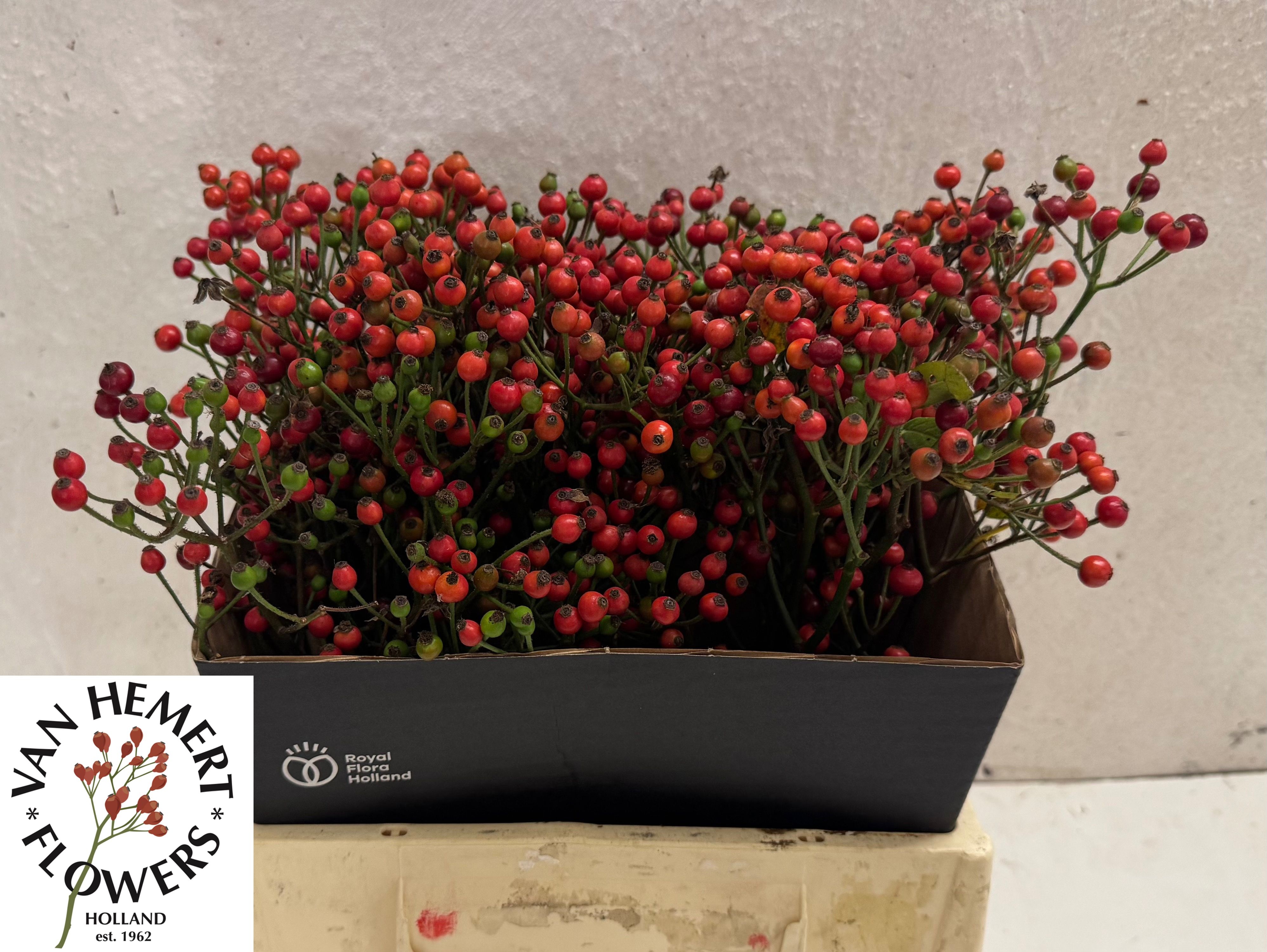 Rosa Bells Hiphop 40cm