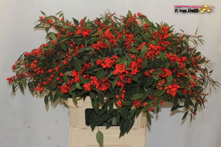 Euphorbia Spray Red Surprise 80cm