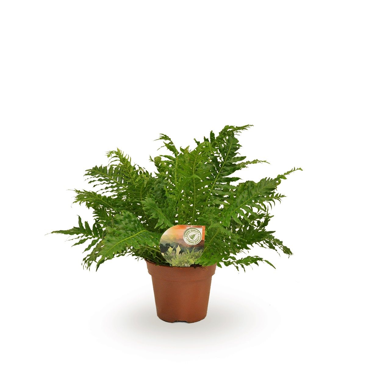 Blechnum gibbum 'Silver Lady'