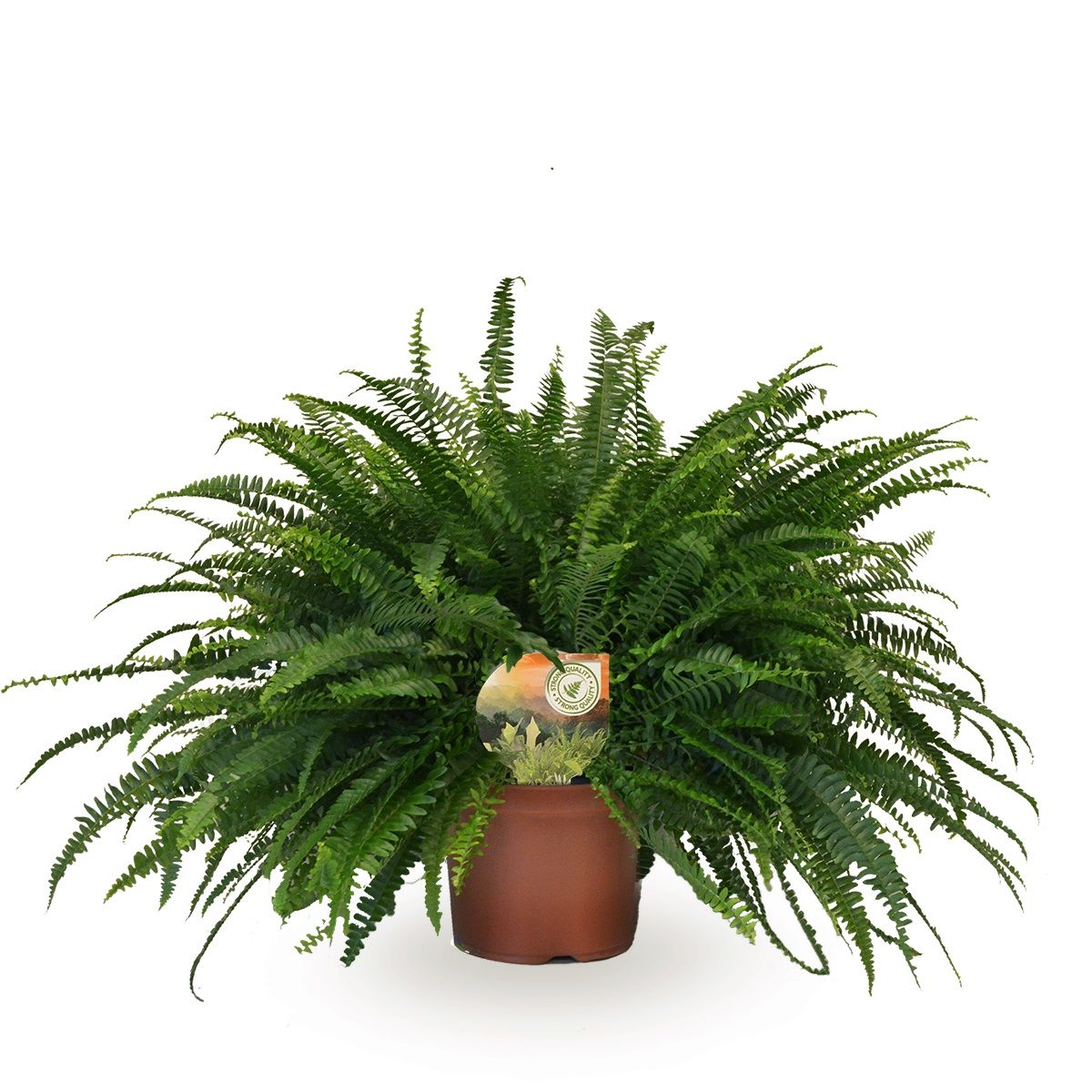 Nephrolepis exaltata 'Green Lady'