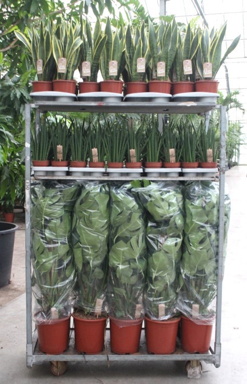 Monstera Mixkar Monstera mosstok en Sansevieria