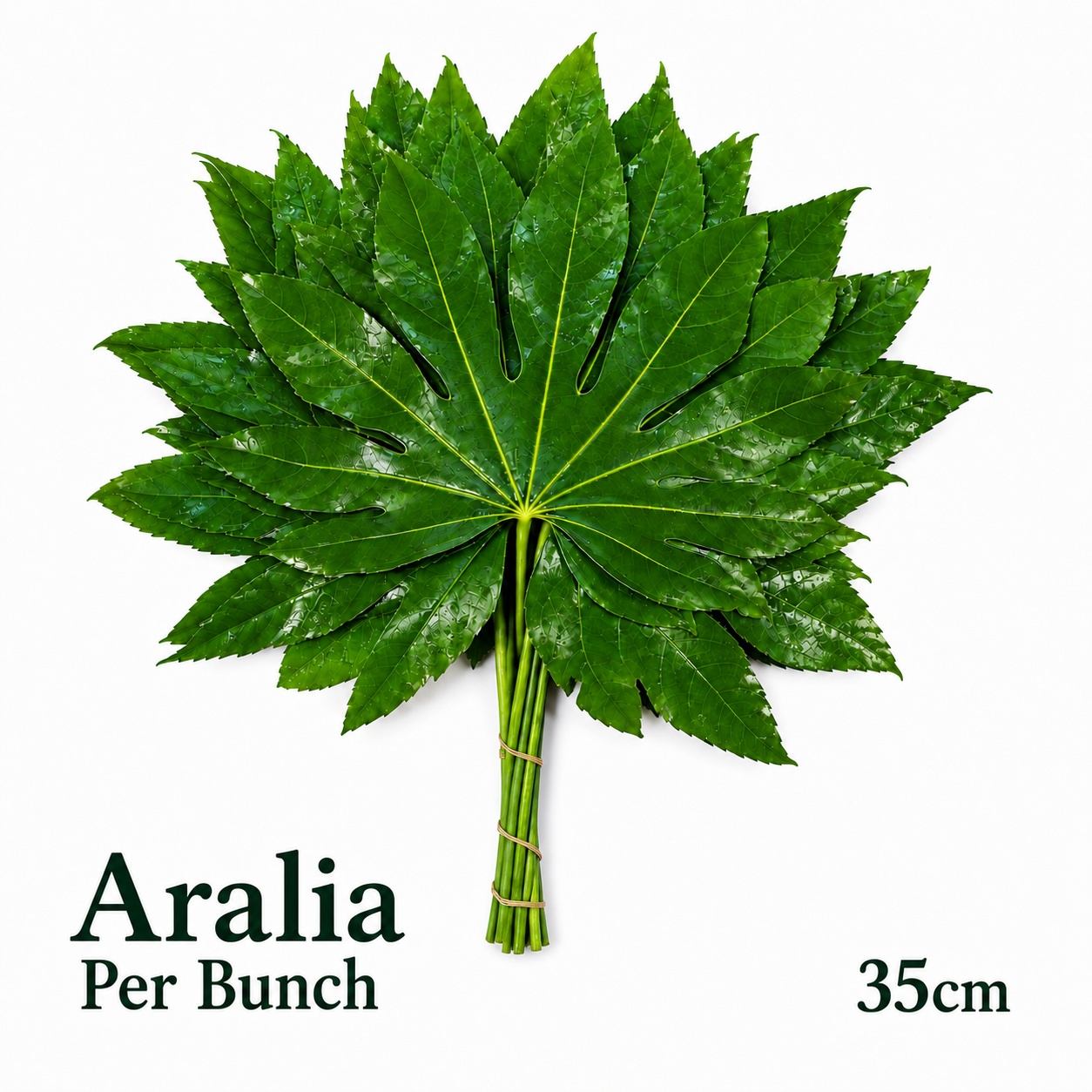 Fatsia Japonica Bs