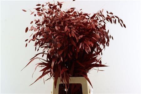 Dried/preserved Flowers Misc 70cm