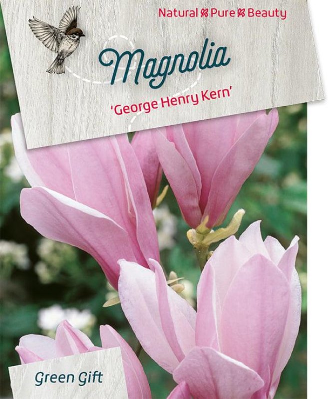 Magnolia 'george Henry Kern'